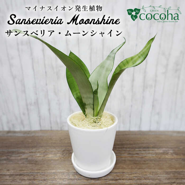 マイナスイオン発生植物『 サンスベリア ・ ムーンシャイン 』 糸島市 / cocoha [AWB024] サンセベリア マイナスイオン 観葉植物 ギフト グリーン 鉢 プレゼント 室内