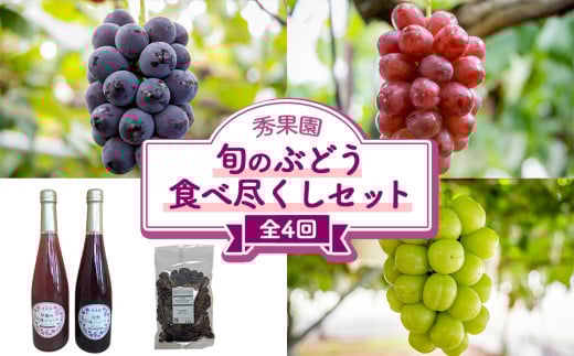 【先行受付2026年発送】旬のぶどう食べ尽くしセット4回頒布会（ナガノパープル、クイーンルージュ（R)、シャインマスカット）｜秀果園　※2026年9月下旬以降発送予定