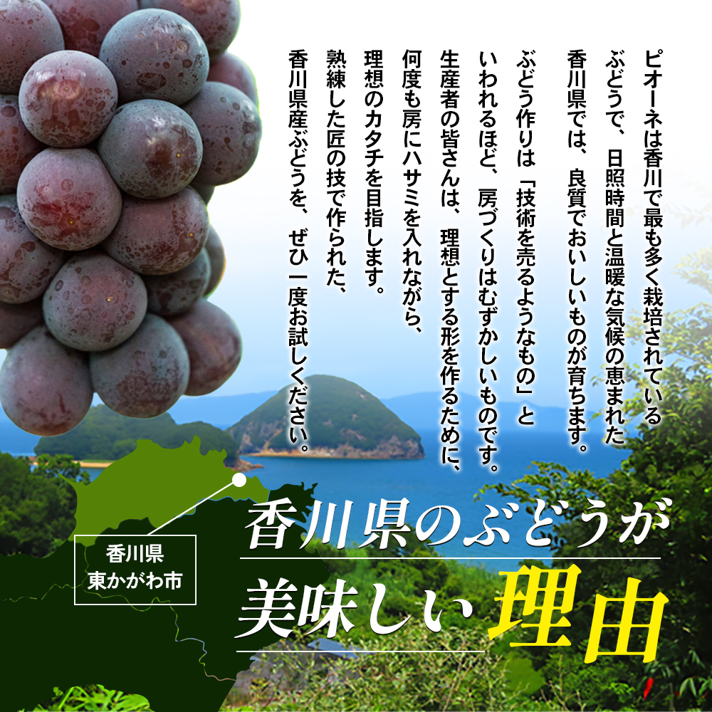 ハウスピオーネ 大房 2房 1.2kg 化粧箱 黒い真珠 ピオーネ 葡萄 ぶどう ブドウ フルーツ 果物 くだもの 果実 旬の果物 旬のフルーツ 贈答用 ギフト プレゼント 香川 香川県 東かがわ市