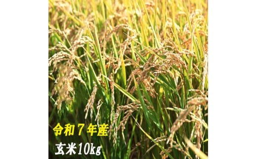 120010-7　【令和7年産】玄米　10ｋｇ