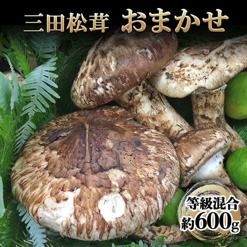 【ふるさと納税】三田 松茸 おまかせ (等級混合約600g) まつたけ 秋の味覚 きのこ キノコ 旬の野菜 贈答品 お歳暮 新年 年末 贈り物 ギフト 食品 ギフト ふるさと納税 ふるさと 人気 おすすめ 送料無料 兵庫県 三田市 [ 3d28bae460000 ]