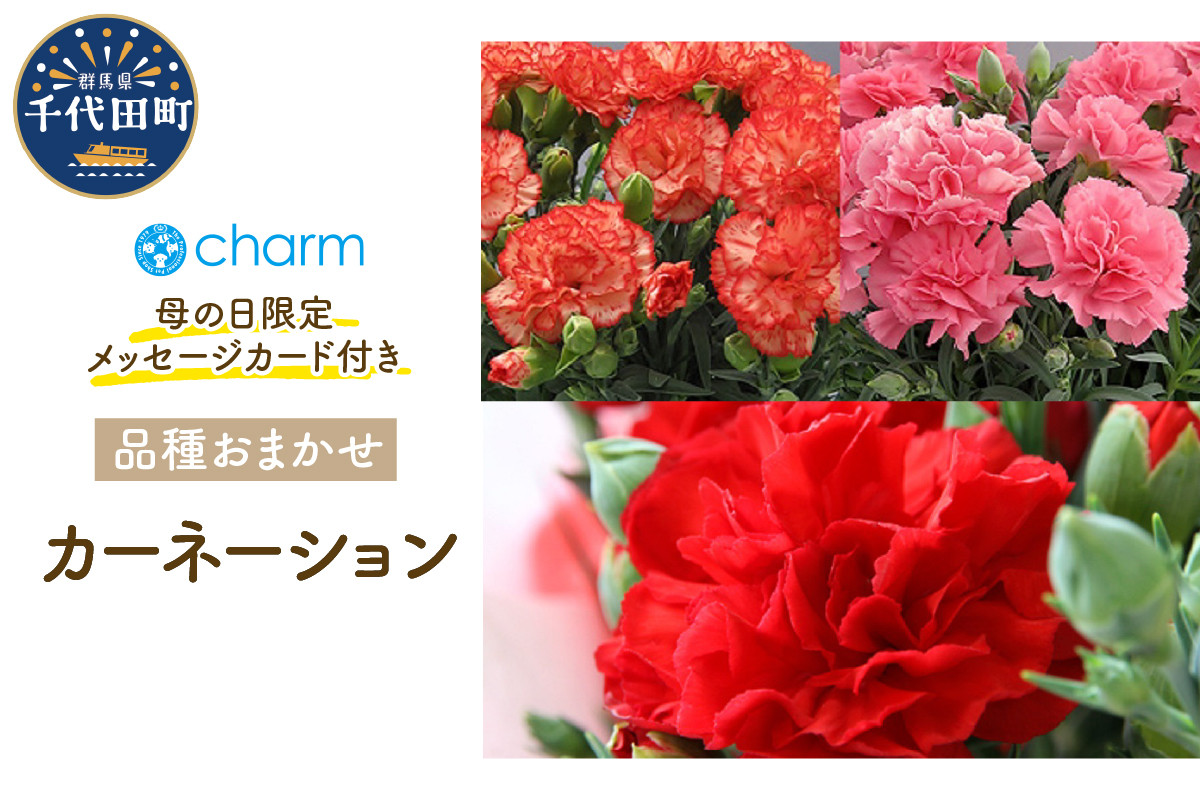 
                  【先行予約】母の日 ギフト カーネーション 花色おまかせ (5号 1鉢)  群馬 県 千代田町 贈り物 プレゼント 記念日 インテリア かわいい 自然 リラクゼーション 送料無料 趣味 人気 オススメ 初心者 玄関 期間限定 植物 家族 贈答
                