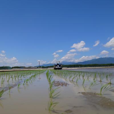 ふるさと納税 神戸町 【令和7年産】岐阜県神戸町:農家直送!岐阜ハツシモ　白米　5kg |  | 02
