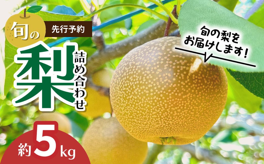 
            ＼先行予約 / 限定15箱／ おまかせ 旬の梨 詰合せ 約5kg 東松山市産 | なし ナシ 梨 和梨 幸水 彩玉 豊水 新高 かおり 果物 フルーツ 新鮮 農園直送 産地直送 農家直送 限定 期間限定 数量限定 贈答 贈り物 プレゼント ギフト 旬 甘い デザート お取り寄せ けんちゃん梨園 埼玉県 東松山市
          