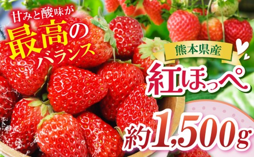 【農家から届く甘酸っぱい贈り物】紅ほっぺ　約1500g | 紅ほっぺ いちご 苺 フルーツ 果物 国産 国産フルーツ 産地直送 農家直送 低農薬 お取り寄せ ギフト贈答用 プレゼント お歳暮 熊本県 玉名市
