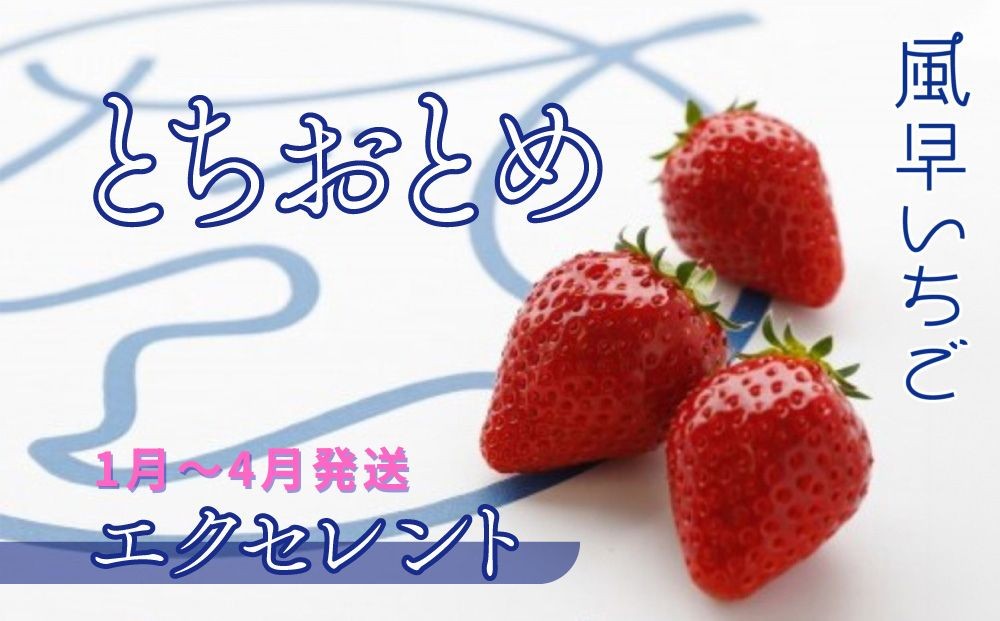 
            【1～4月発送】いちご とちおとめエクセレント（12粒or15粒）1箱 苺 イチゴ とちおとめ 選べる 発送月 発送回数 個数 いちご「とちおとめ」風早いちご園 有名ホテル使用 厳選 フルーツ 果物 季節限定 甘い 濃厚 ジューシー 新鮮 送料無料 ギフト 贈答 茨城県 鉾田市 野菜王国 予約受付
          