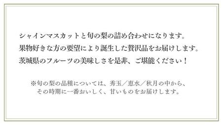 【 先行予約 】 茨城県産 シャインマスカット3房と旬の梨詰め合わせ 約5kg【茨城県共通返礼品／常陸太田市】 桧山果樹園 農家直送 桧山果樹園 農家直送 フルーツ 甘い 直送 茨城 限定 ギフト ぶ