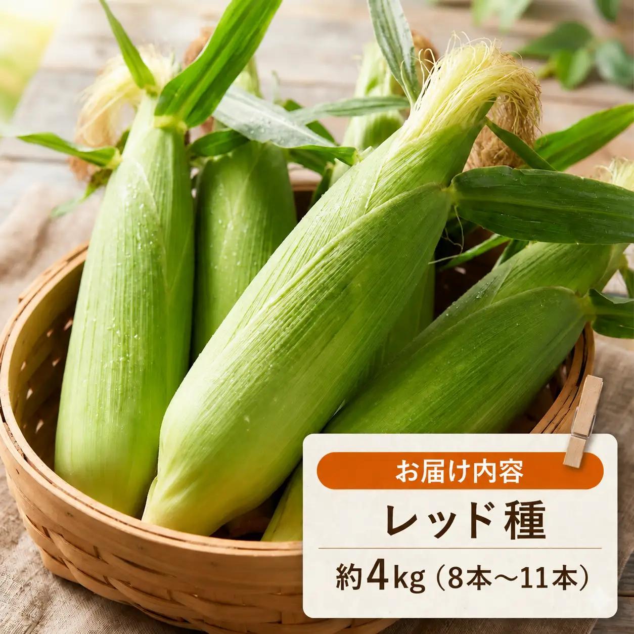 【2027年先行予約】 フルーツコーン レッド種 約4kg(8～11本) とうもろこし