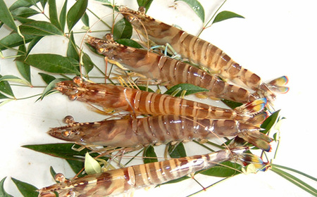 2026年1月発送:活きクルマエビ　500g_魚介・海産物  エビ えび 海老_【配送不可地域：離島・北海道・沖縄県】【1052792】