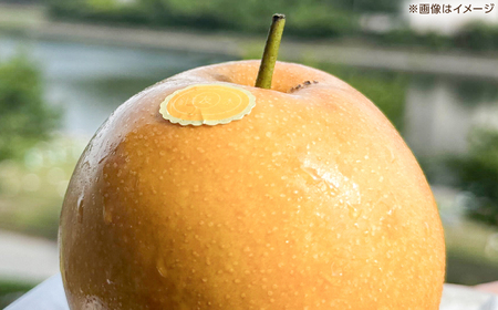 【先行予約】 新高梨 約3kg（4〜5玉） 〈2025年9月20日〜10月末発送〉 / 高知 針木 新高梨 梨 和梨 果物 フルーツ デザート 【川渕果樹園】[ATHX002]