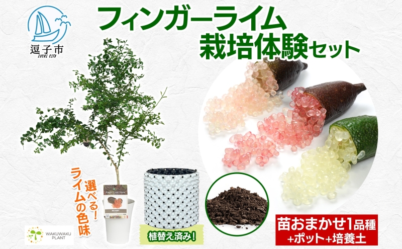 フィンガーライム 栽培体験セット 柑橘 フルーツ 苗 栽培セ