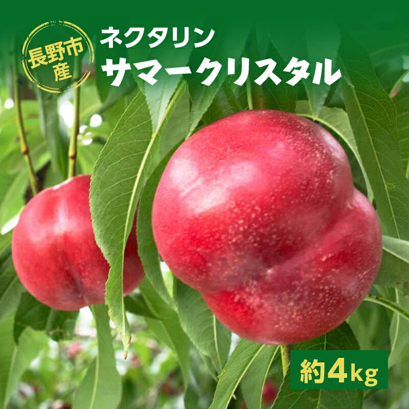 【ふるさと納税】長野市産ネクタリン「サマークリスタル」約4kg 　お届け：2025年7月上旬～中旬