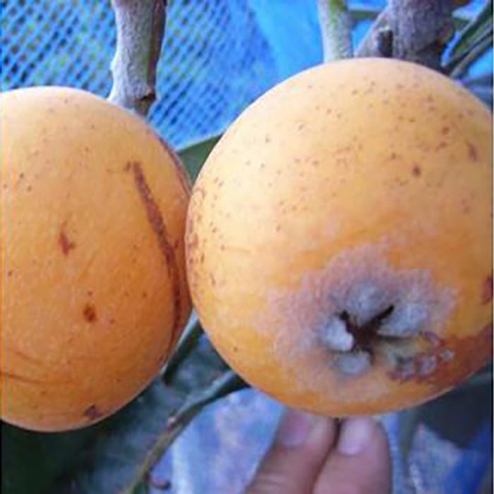 【ふるさと納税】《クィーン長崎の苗》 まん丸でみずみずしい美味しい大実ビワ (庭木・果樹)