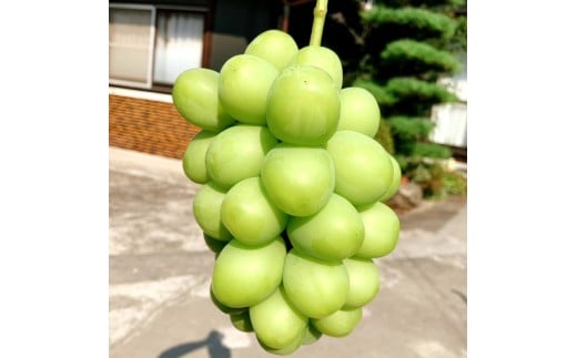 【ふるさと納税】 期間限定 シャインマスカット 期間限定 3房(約2.2kg) ぶどう マスカット 旬 糖度 皮ごと 種なし 送料無料 ギフト 贈答用 国産 食品 フルーツ お取り寄せ お取り寄せグル