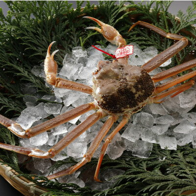 【ふるさと納税】【先行予約】鳥取県産 タグ付き 活 松葉がに 700g×2杯(中村商店)2026年1月末より順次発送【配送不可地域：離島・北海道・沖縄県・東北・信越、北陸】【1692903】