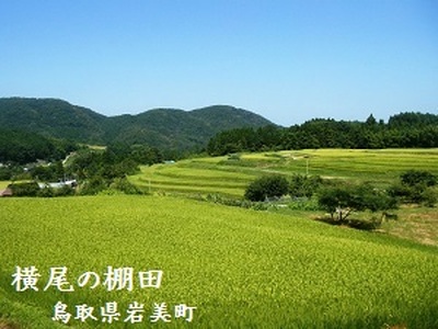 棚田で作った新輝米（コシヒカリ）天日干し ５kg｜鳥取 岩美 お米 米 棚田 横尾棚田 【31011】