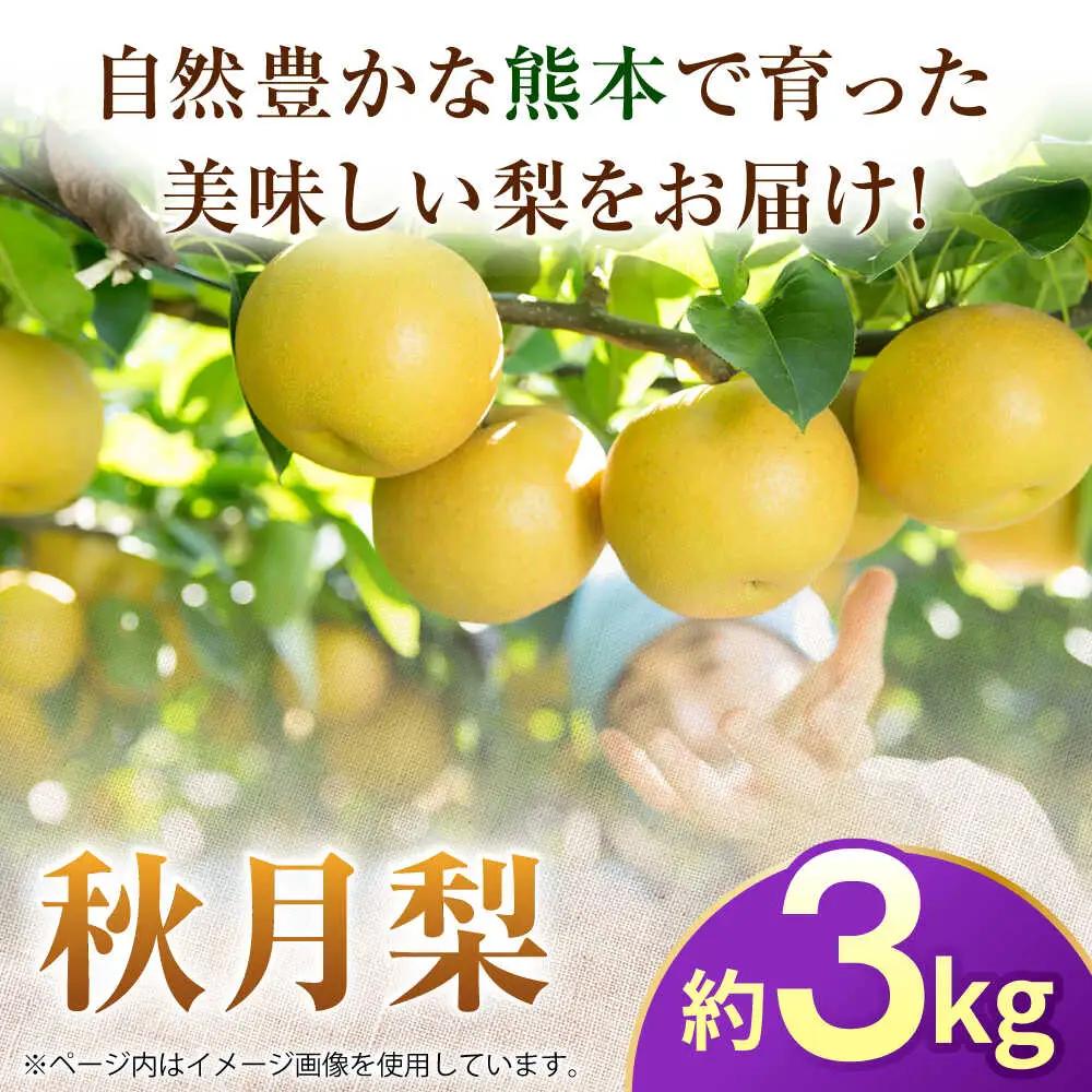 【先行予約】秋月梨　約3kg 梨 ナシ フルーツ 果物 【日本フルーツ株式会社】[ZFJ062]