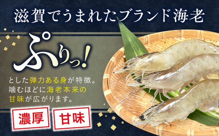 近江海老 800g(Mサイズ)[AQBA014]えびえびえびえびえびえび