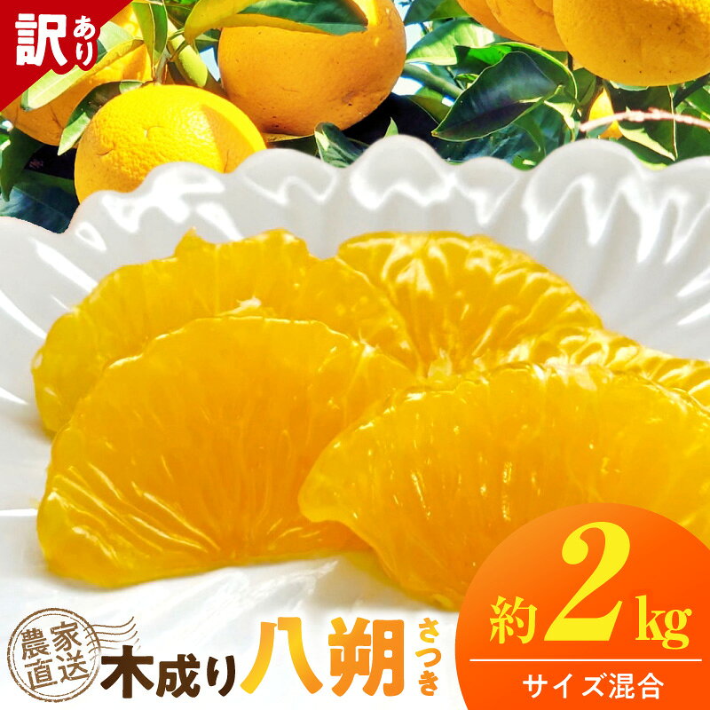 【ふるさと納税】【2027年先行予約】 木成り 八朔 さつき 約 2kg 訳あり 4月発送 完熟 まろやかな甘み 濃厚な味わい 苦み バランス みかん 柑橘 フルーツ デザート 果実 農家直送 傷あり お取り寄せ 和歌山県 湯浅町 送料無料