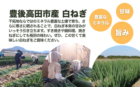【先行予約】広大な干拓で育ちミネラル豊富な白ネギ 3kg |西日本トップクラスの産地豊後高田市 ネギ