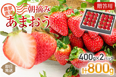 朝摘みあまおう 贈答用 800g ※2026年1月～2月中順次出荷予定 BD01