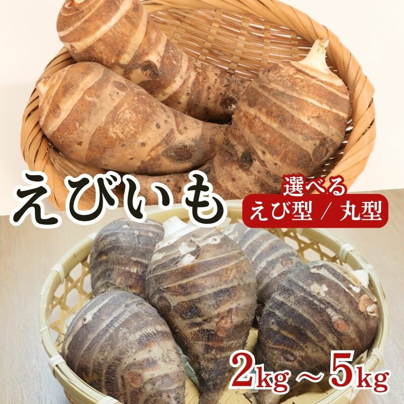 【ふるさと納税】【 期間限定 】えびいも 選べる 容量 2kg・5kg えび型 丸形 秀品 京野菜 さといも 里芋 国産 新鮮 旬野菜 旬 美味しい おいしい ブランド 京都府 野菜 京都 お正月 京料理 いも おばんざい 煮物 あんかけ 素焼き 椀だね ふるさと納税 ふるさと納税野菜