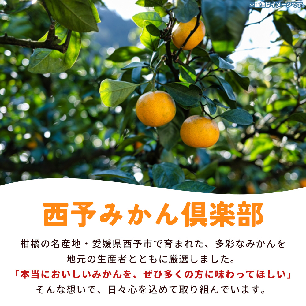 【先行予約】＜西予の美味しい柑橘セレクト（特選）／明浜みかん（約1.5kg）＞ 果物 くだもの フルーツ 蜜柑 みかん ミカン 柑橘 贈答 贈答用 ギフト プレゼント 特選 温州みかん 食べて応援 国産 愛媛県産 特産品 西予みかん倶楽部 愛媛県 西予市