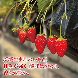 【数量限定】【離島配送不可】いばらキッス 2パック/箱【茨城県共通返礼品/石岡市】【いちご イチゴ 苺 果物 くだもの  フルーツ 茨城県オリジナル品種 茨城県】（LX-1）