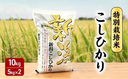 【10月上旬より順次出荷】 令和7年産 米 特別栽培米こしひかり 白米 10kg（5kg×2）　お米 特別栽培米 精米 白米 こしひかり コシヒカリ 10キロ ご飯 ごはん おにぎり 新潟県産 上越産 新潟県 上越市