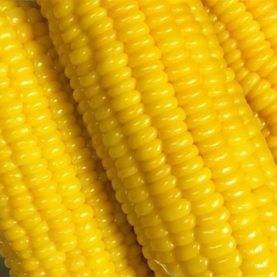 【季節限定】夏にぴったり!あま～いとうもろこし!わくわくコーン(10本)【配送不可地域：離島】