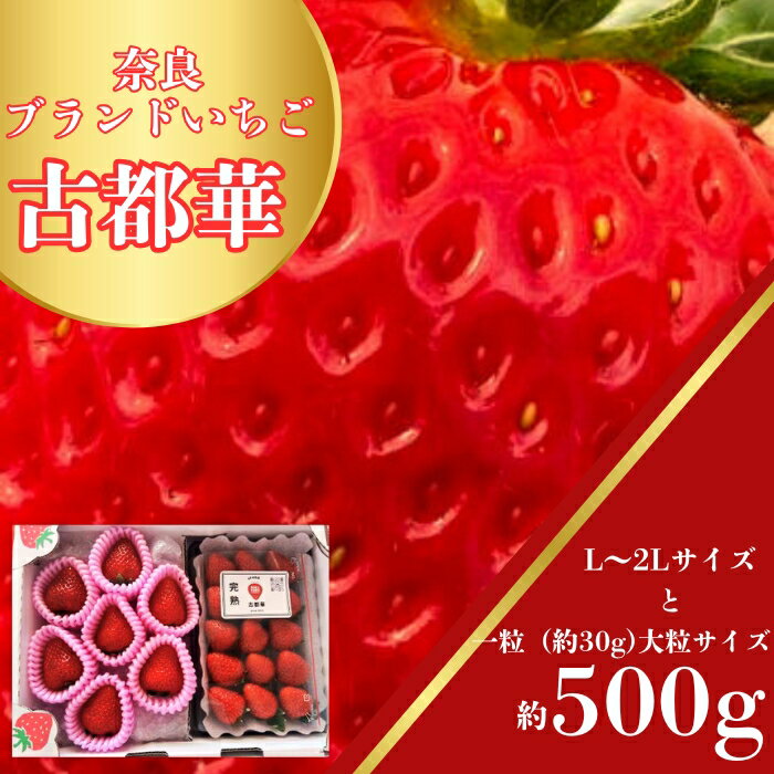 【ふるさと納税】苺 奈良のいちご「古都華」大粒サイズとL〜2Lセット いちご 苺 イチゴ ブランド 古都華 大粒 旬 産地 直送 フルーツ 贈答用 プレゼント ギフト 国産 〈6FARM〉 プレミアム苺 ブランド苺 奈良県 奈良市 奈良なら 15-047