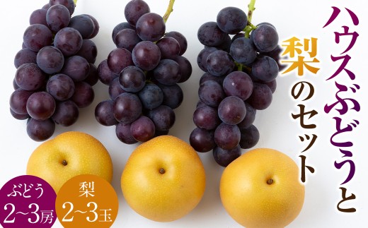 【先行予約】種あり ハウスぶどう （2～3房） 梨 （2～3玉） セット 【2026年8月下旬より順次発送予定】 【春光園】 有機配合肥料使用 ぶどう ブドウ 葡萄 梨 なし 豊水梨 秋月梨 果物 フルーツ 詰め合わせ 福岡県 うきは市 冷蔵