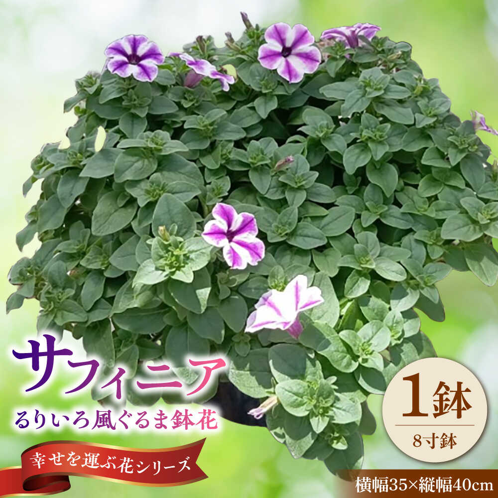 【ふるさと納税】【4月末より順次発送】 サフィニア るりいろ風ぐるま 鉢花　/ 瑞浪市 中山園芸 花 お花 お祝い 鉢植え 生花 ギフト プレゼント フラワー[AZDC002]