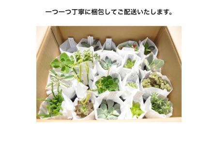 おまかせ多肉植物詰め合わせ（20種）(B160-1）