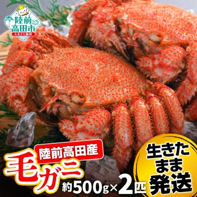 ふるさと納税 陸前高田市 生きたまま発送 毛ガニ 約500g×2匹 陸前高田市産 かに カニ 蟹 活毛ガニ 新鮮 濃厚 天然