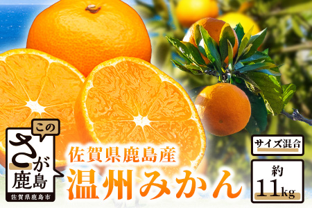 佐賀県鹿島産『温州みかん』約11kg  蜜柑 美味しい 温州 みかん フルーツ 果物 B-99