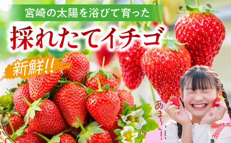 【期間・数量限定】宮崎県産イチゴ 4パック ストロベリー フルーツ 果物 旬 