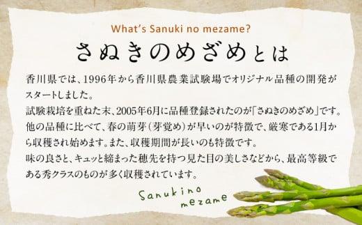 柔らかさと甘みが際立つ さぬきのめざめセミロング30cm(Mサイズ) 約1.5kg【2024-6月上旬～2024-6月下旬配送】