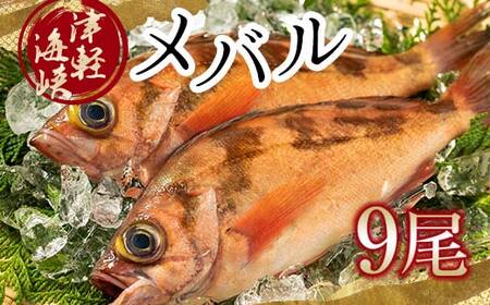 小泊港水揚げ 津軽海峡メバル 姿9尾 ※下処理済み 【卓立水産】 F6N-029