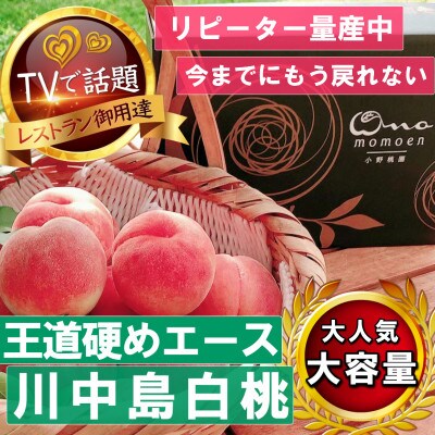 【王道硬めのエース川中島白桃】桃グランプリ銅賞＆4年連続TV出演話題ブランド2025年8月上旬発送【配送不可地域：離島・北海道・沖縄県・中国・四国・九州】