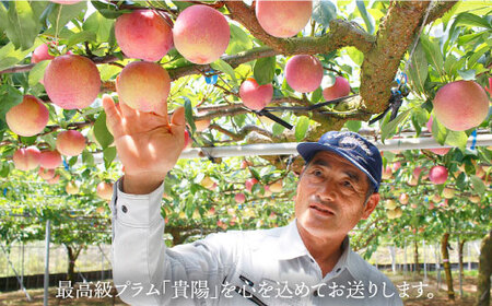 【先行予約】【プラムの王様】 貴陽 （きよう）約2kg（13～15玉）＜竹嶋農園＞ [CEB002] すもも