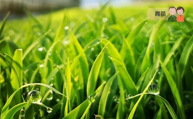 令和7年産 宮城県大河原町産 ひとめぼれ 10kg 米 お米 精米 白米 こめ コメ 令和7年 宮城県産