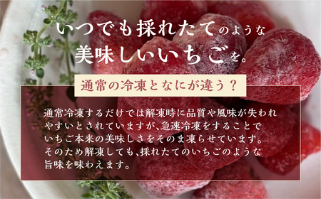 【2026年5月より発送】 《 訳あり 》 冷凍いちご 品種おまかせ 1kg (500g × 2p) 簡易梱包 サイズ 不揃い のため 訳あり 訳アリ フルーツ 果物 苺 いちご 紅ほっぺ よつぼし 