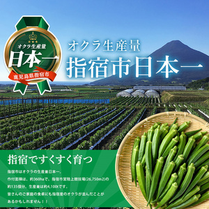 【2026年5月上旬～発送】栽培期間中、農薬の使用を抑えた指宿産オクラ160本(8本入×20袋)(エコオクラグループ/IB166-001) オクラ おくら 減農薬 野菜 夏野菜 旬 特産 夏 新鮮 鹿
