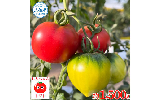 ＜先行予約＞ 糖度9度以上 フルーツトマト しんちゃんトマト 750g×2箱 合計約1.5kｇ (小 - 大玉サイズ 10 - 20個×2箱) トマト 高糖度 高知県産 ふるーつとまと 甘い 美味しい
