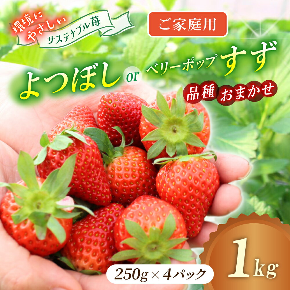 【ふるさと納税】【ご家庭用】 いちご よつぼし すず 品種おまかせ 1kg （250g × 4パック） / いちご イチゴ ストロベリー 苺 自宅用 こだわり 新鮮 産直 産地直送 サステナブル 果物 フルーツ くだもの 岡山県 真庭市 ハッピーファーム