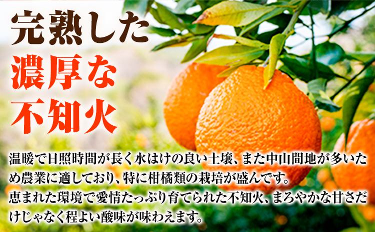 【ご家庭用】紀州有田産 不知火 ( しらぬひ )  約3kg 魚鶴商店 《2026年2月中旬-3月中旬頃出荷》 和歌山県 日高町 不知火 柑橘 果物 フルーツ デコポンと同品種 訳あり不知火 訳ありデ