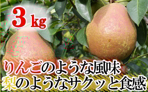 【先行予約 / 数量限定】 ご家庭用 フレミッシュビューティー  西洋梨  3kg 【 梨 洋梨 果物 フルーツ デザート お取り寄せ 特産品 産地直送 濃厚 芳醇 岩手 陸前高田 】2025年9月頃から順次発送予定