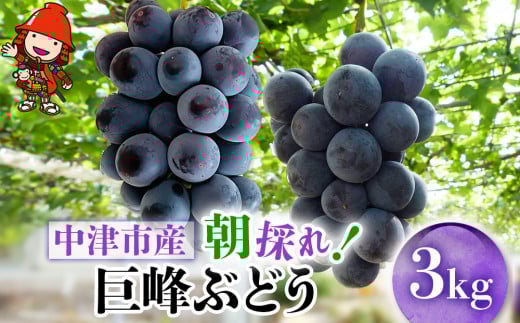 【先行予約】【期間・数量限定】大分県中津市産 巨峰ぶどう 3kg | フルーツ 果物 くだもの ぶどう ブドウ 葡萄 巨峰 種あり 大分県産 九州産 国産 中野観光ぶどう園 大分県 中津市