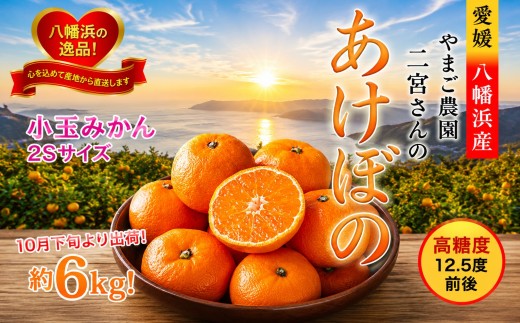 濃厚な味わい!やまご農園の「あけぼの小玉」約6kg＜C39-21＞_ みかん ミカン 柑橘 温州 果物 くだもの フルーツ 旬 愛媛 コク 甘み 国産 産直 産地直送 小玉 旬 濃厚 冷蔵 高糖度 極早生 【1148837】 YWTF010